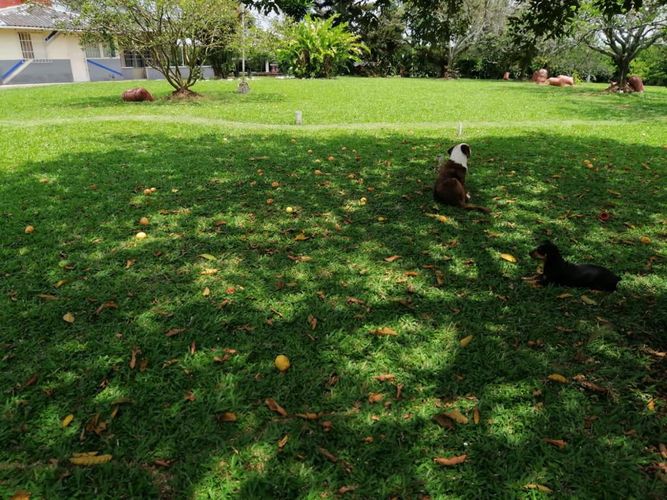 Lote en venta en Cerritos, Pereira, 7000 m² · foto 11 de 17