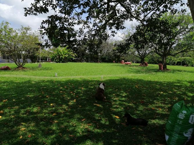 Lote en venta en Cerritos, Pereira, 7000 m² · foto 12 de 17