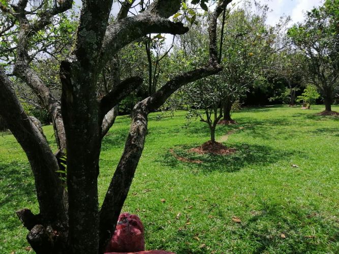 Lote en venta en Cerritos, Pereira, 7000 m² · foto 14 de 17