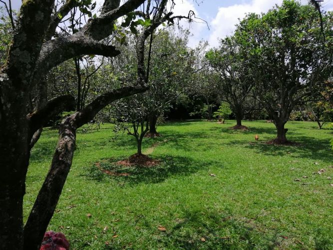 Lote en venta en Cerritos, Pereira, 7000 m² · foto 15 de 17