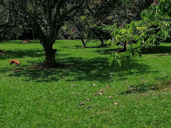 Lote en venta en Cerritos, Pereira, 7000 m² · foto 16 de 17