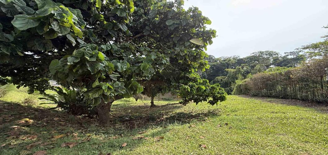 Lote en venta en Cerritos, Pereira · foto 4 de 10
