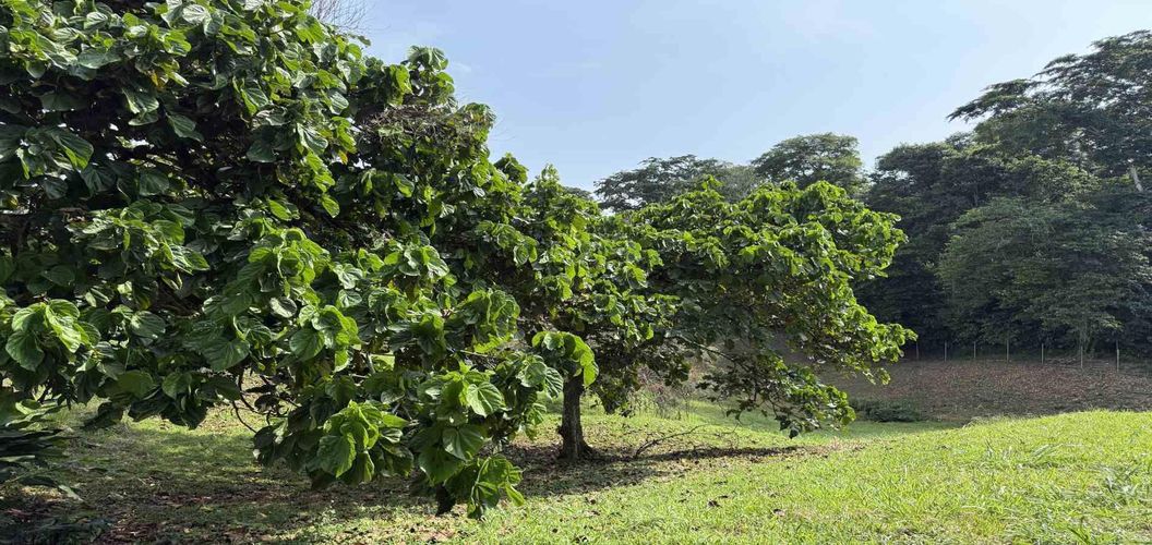 Lote en venta en Cerritos, Pereira · foto 6 de 10