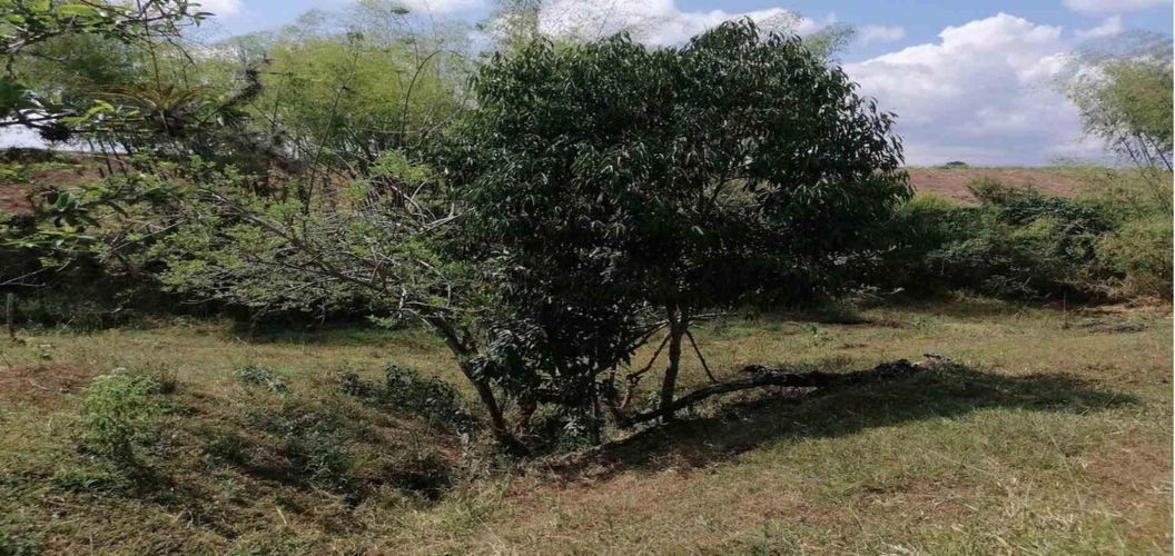Lote en venta en Cerritos, Pereira, 2000 m² · foto 10 de 15