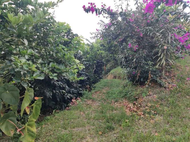 Finca en venta en Campestre A, Dosquebradas, 30 m² · foto 8 de 16