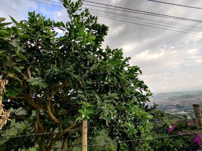 Finca en venta en Campestre A, Dosquebradas, 30 m² · foto 15 de 16