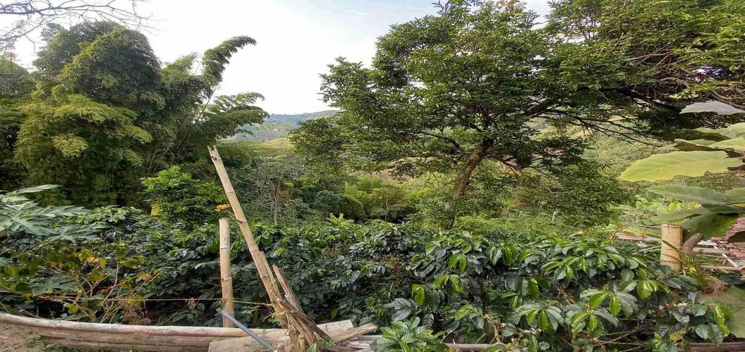 Finca en venta en El Arenillo, Manizales, 84 m² · foto 17 de 21