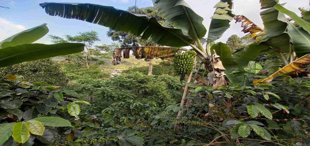 Finca en venta en El Arenillo, Manizales, 84 m² · foto 18 de 21