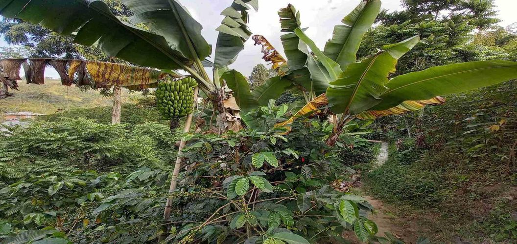 Finca en venta en El Arenillo, Manizales, 84 m² · foto 19 de 21