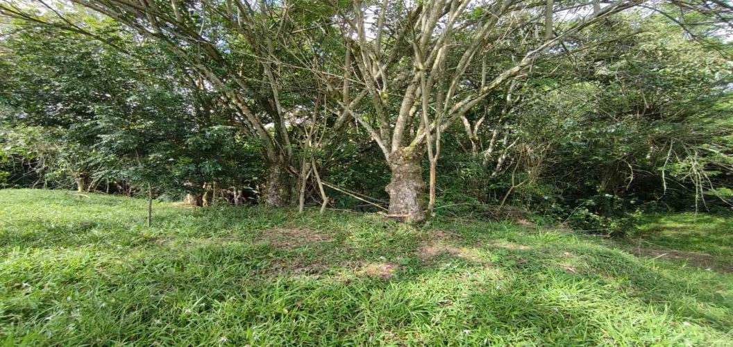 Lote en venta en Cerritos, Pereira · foto 2 de 10