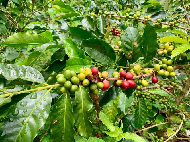 Finca en venta en La Linda, Manizales, 50000 m² · foto 15 de 18