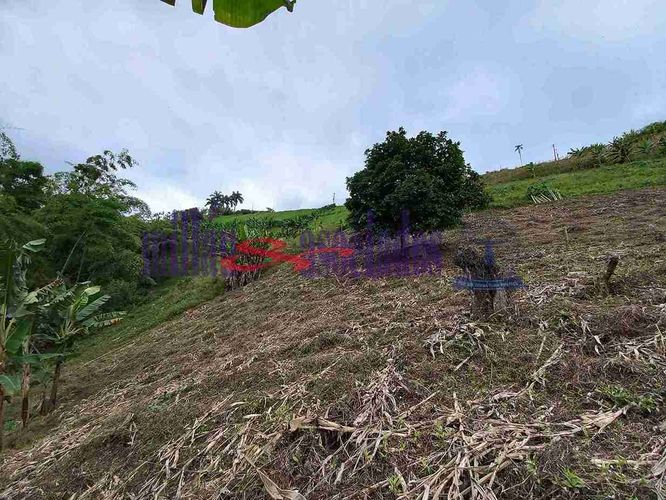 Lote en venta en Condina, Pereira, 1081 m² · foto 3 de 19