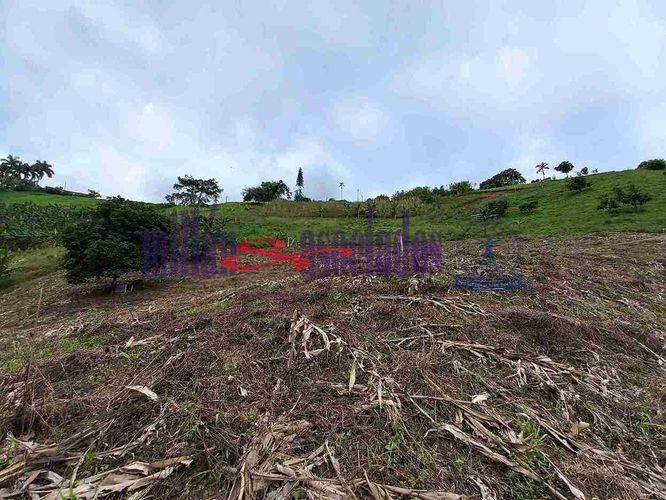 Lote en venta en Condina, Pereira, 1732 m² · foto 14 de 19