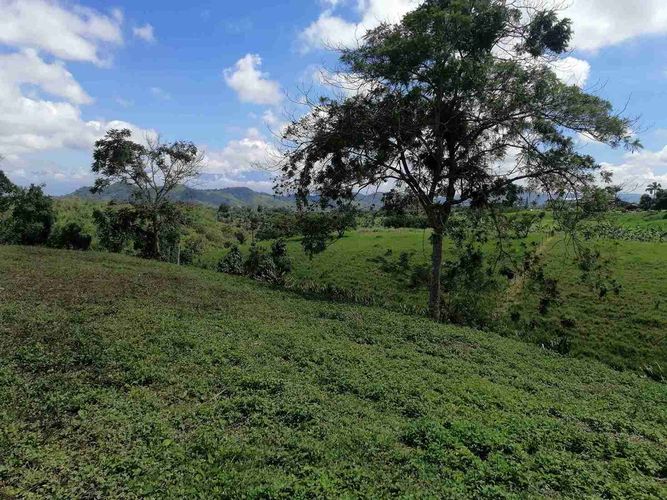 Lote en venta en Combia, Pereira · foto 11 de 24