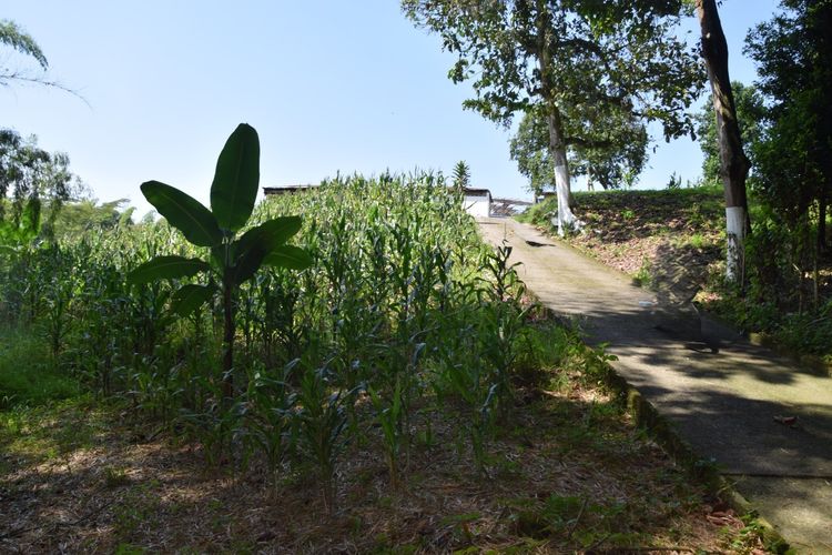 Finca en venta en La Cabaña, Manizales, 100 m² · foto 3 de 15