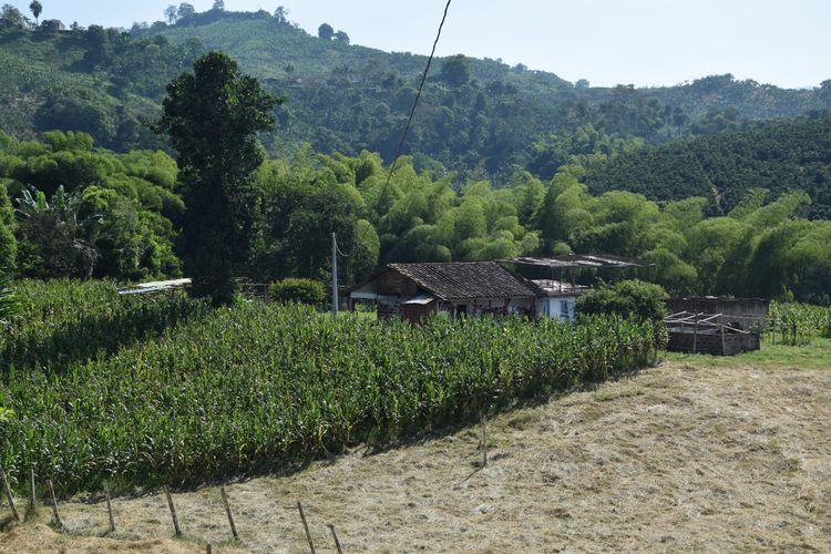 Finca en venta en La Cabaña, Manizales, 100 m² · foto 11 de 15