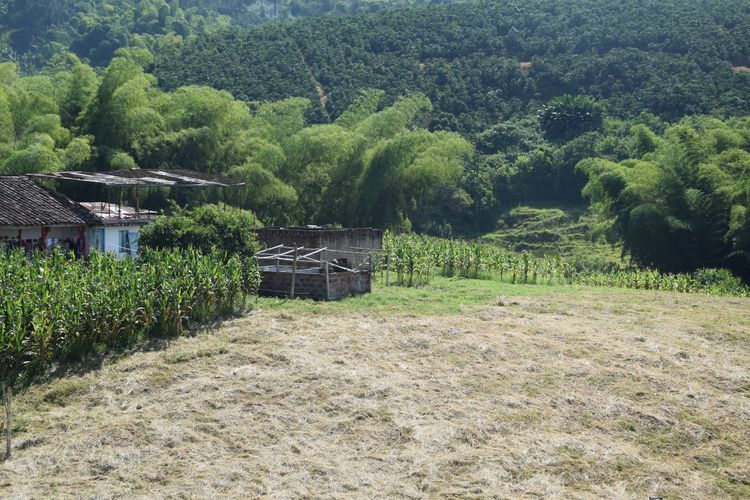 Finca en venta en La Cabaña, Manizales, 100 m² · foto 13 de 15