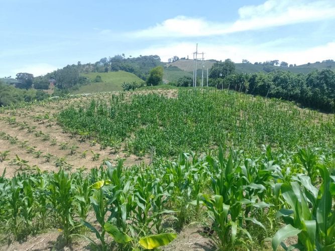 Finca en venta en La Cabaña, Manizales, 25000 m² · foto 8 de 15