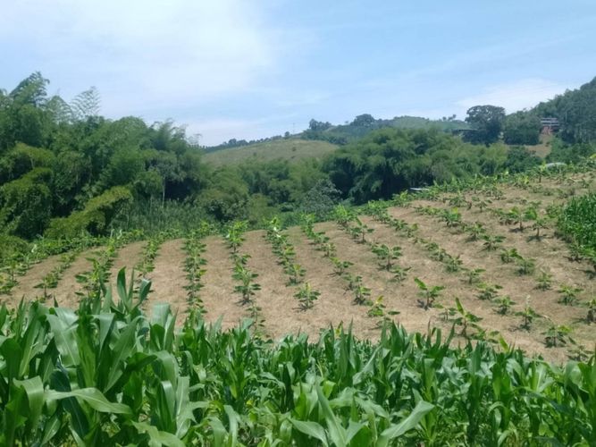Finca en venta en La Cabaña, Manizales, 25000 m² · foto 9 de 15