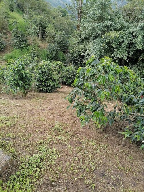 Finca en venta en La Bella, Pereira, 42000 m² · foto 12 de 16