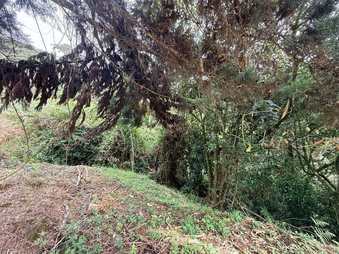 Lote en venta en Pantanillo, El Retiro, 28000 m² · foto 3 de 11