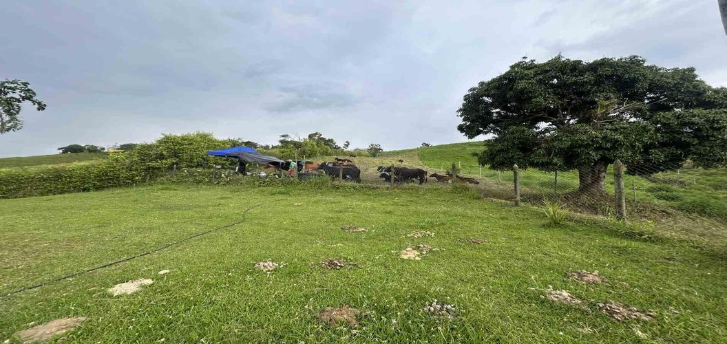 Finca en venta en Arabia, Pereira, 300 m² · foto 12 de 13