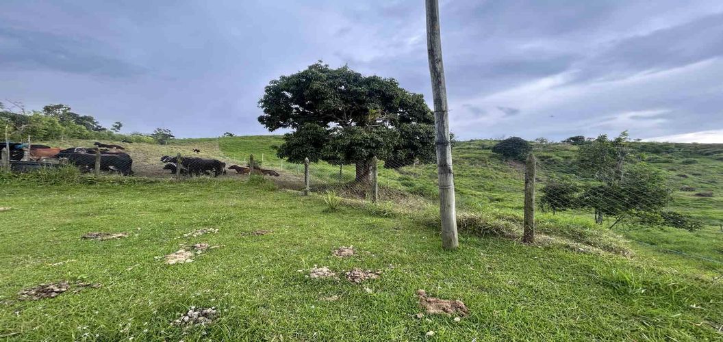 Finca en venta en Arabia, Pereira, 300 m² · foto 13 de 13