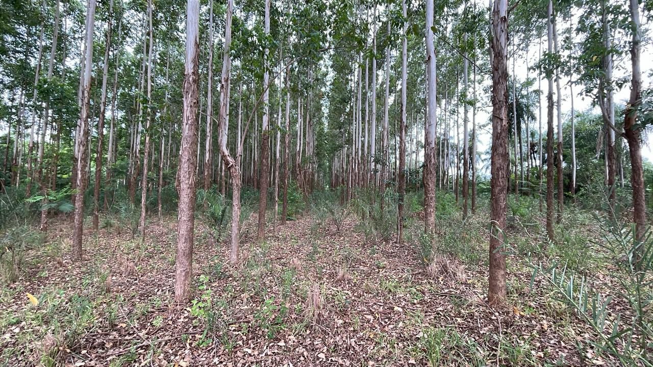 Chacra o Campo en Venta — foto 3