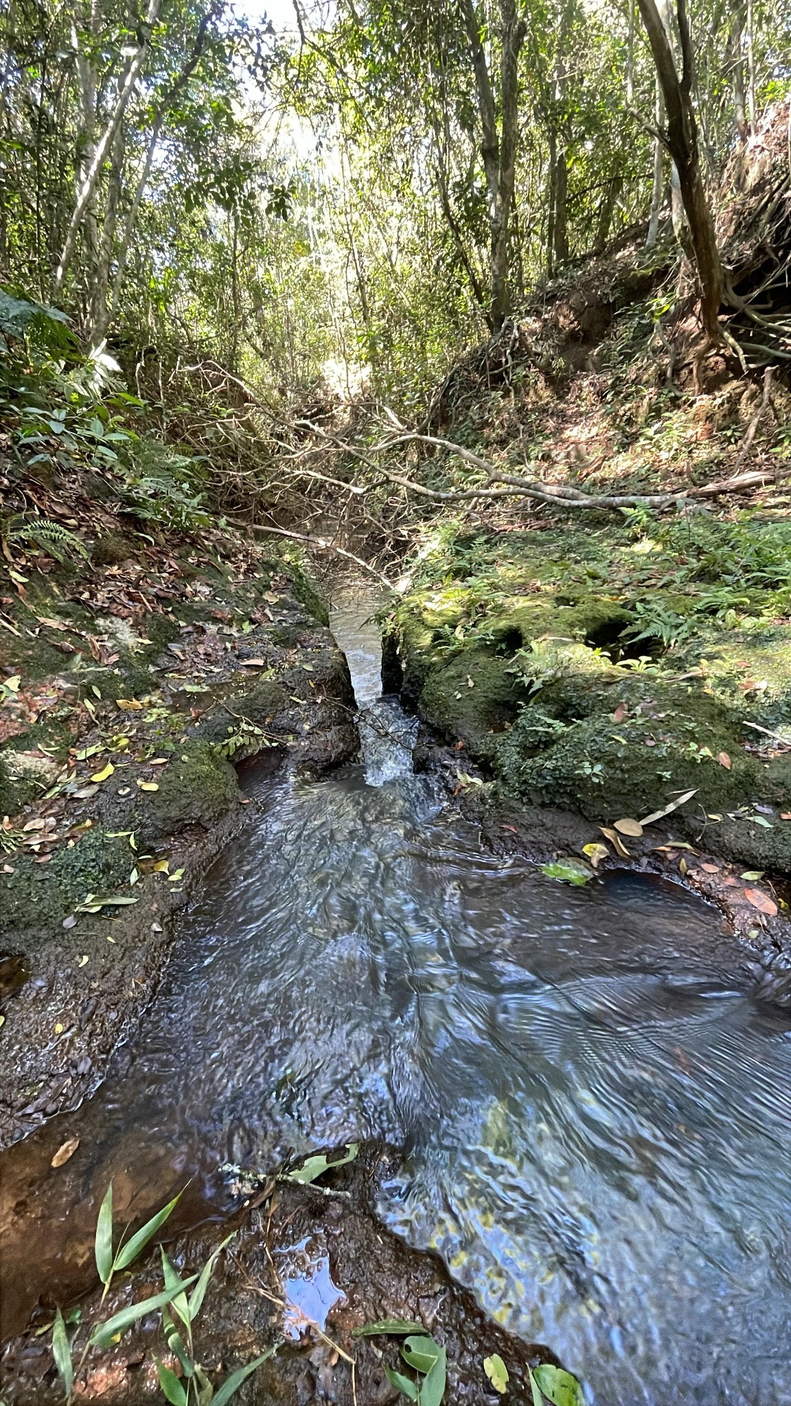 Vendo 7,1 hectáreas en San José de los Arroyos — foto 3