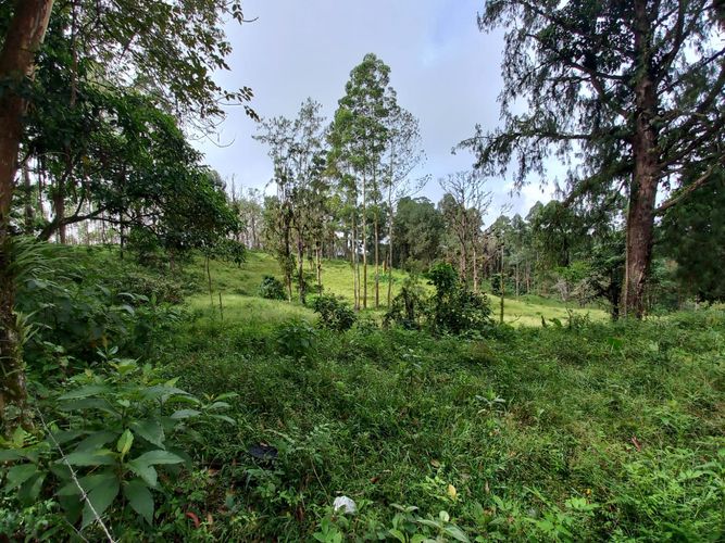 Lote en venta en La Bella, Pereira · foto 2 de 20