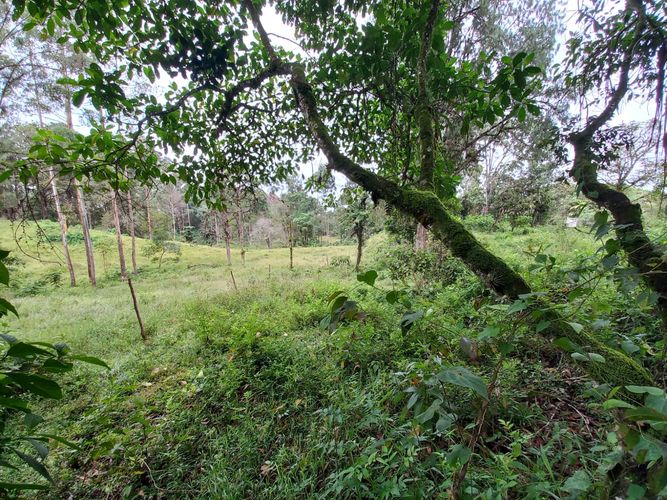 Lote en venta en La Bella, Pereira · foto 3 de 20