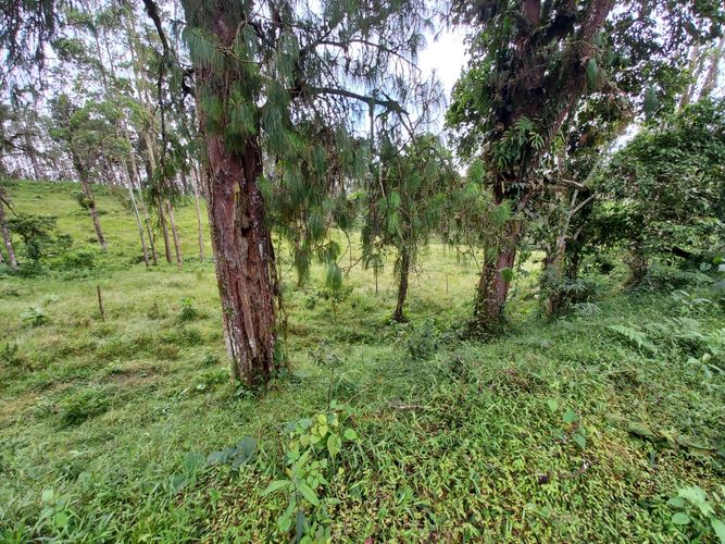 Lote en venta en La Bella, Pereira · foto 7 de 20