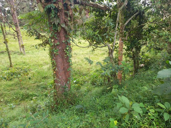 Lote en venta en La Bella, Pereira · foto 11 de 20