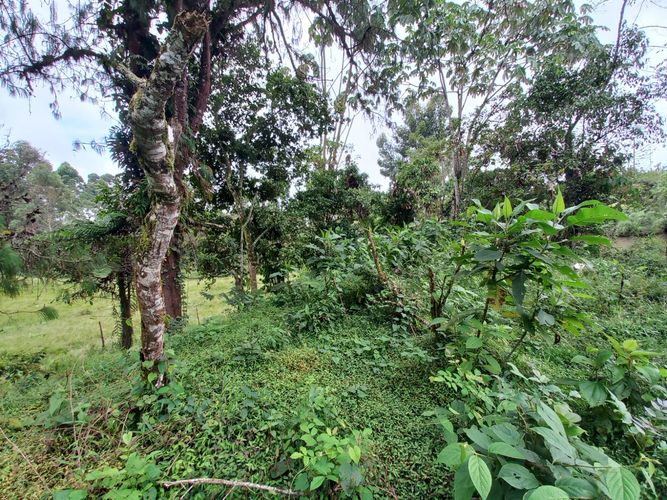 Lote en venta en La Bella, Pereira · foto 12 de 20
