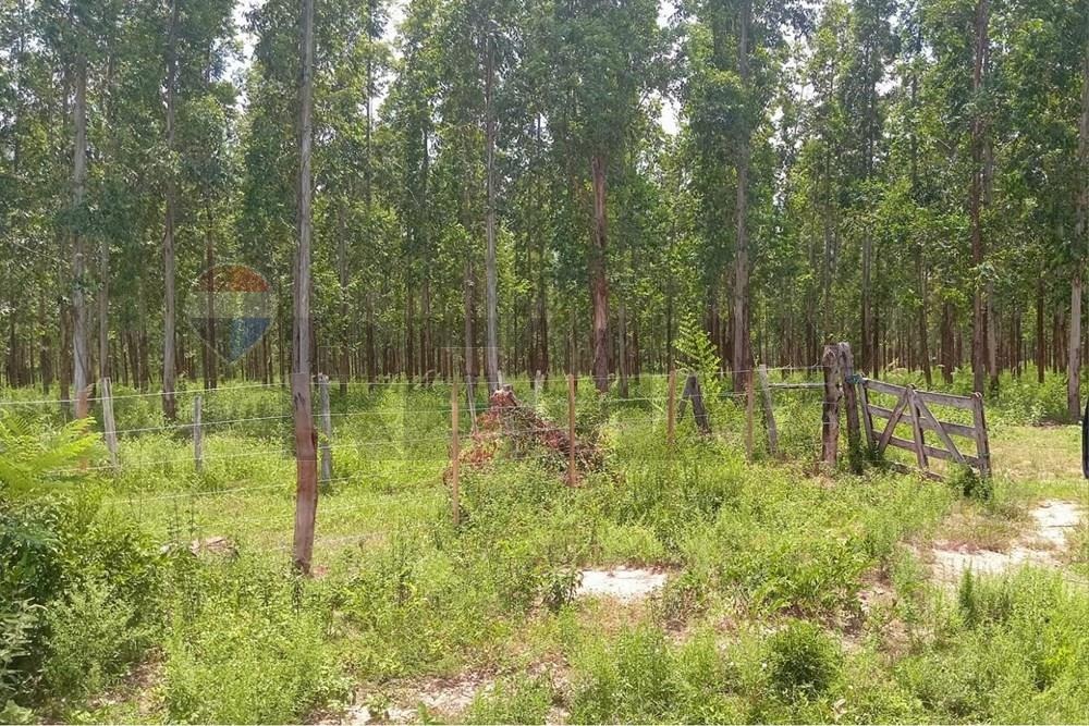 ESTANCIA CON TERRENO DE 700.000 M2 EN CHORÉ-SAN PEDRO EN VENTA — foto 2