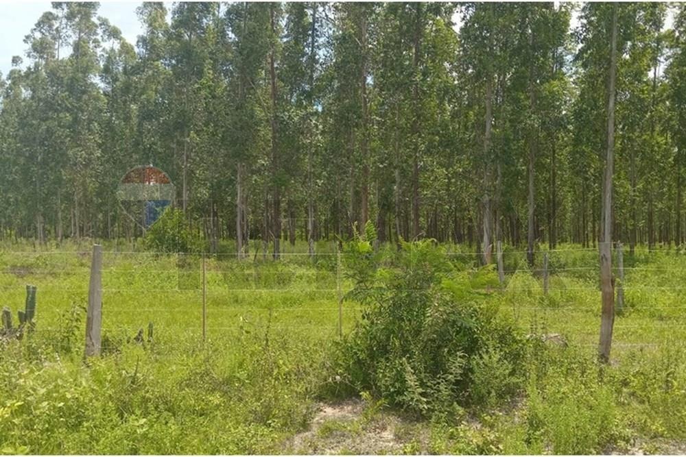 ESTANCIA CON TERRENO DE 700.000 M2 EN CHORÉ-SAN PEDRO EN VENTA — foto 3
