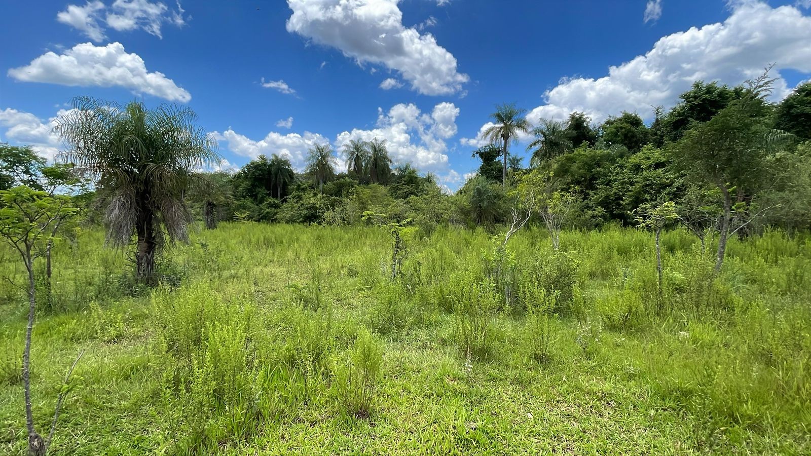 Vendo 20 hectáreas en San José de los Arroyos — foto 3
