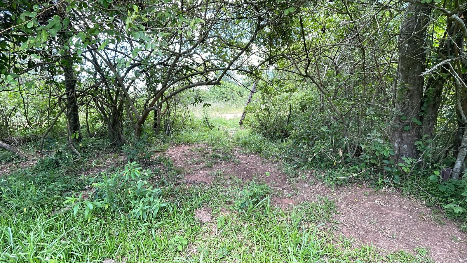 Vendo 20 hectáreas en San José de los Arroyos — foto 2