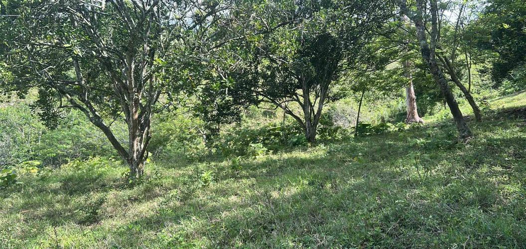 Lote en venta en La Estrella La Palm, Pereira · foto 2 de 9