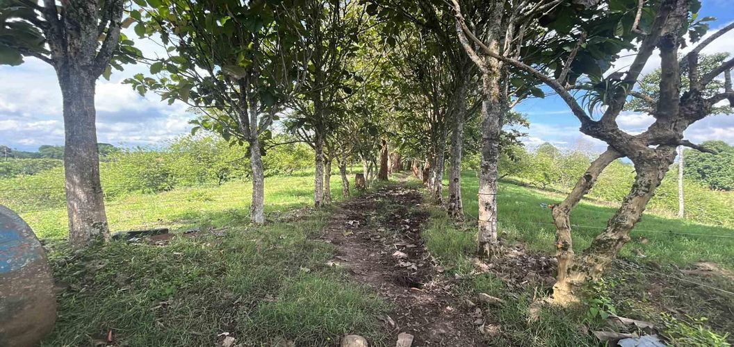Lote en venta en La Estrella La Palm, Pereira · foto 4 de 9