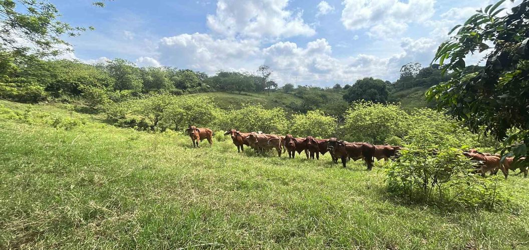 Lote en venta en La Estrella La Palm, Pereira, 90 m² · foto 8 de 11