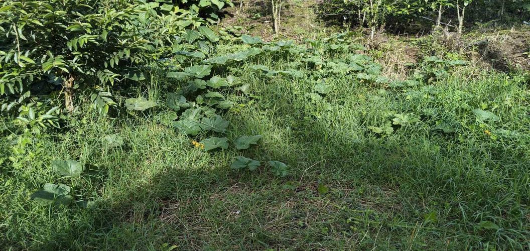 Lote en venta en Corbones, Armenia · foto 10 de 12