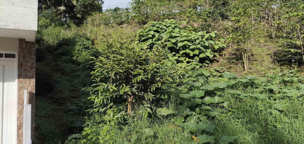 Lote en venta en Corbones, Armenia · foto 11 de 12