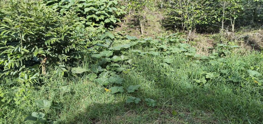 Lote en venta en Corbones, Armenia · foto 12 de 12