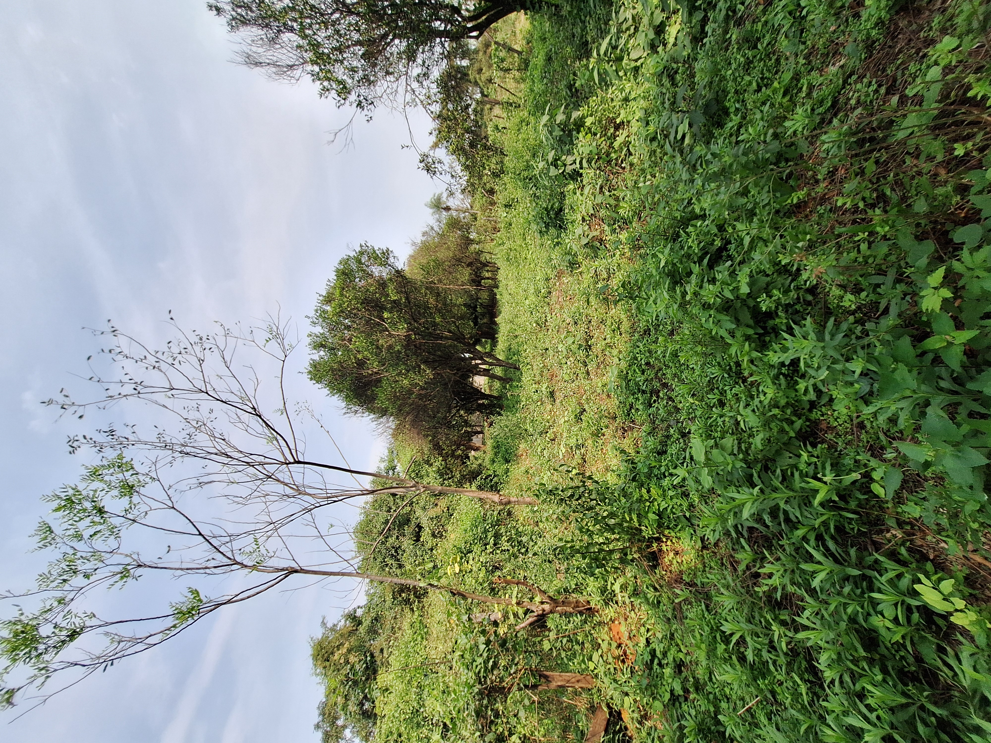 EN VENTA 3 TERRENOS EN KOKUE GUAZU, AREGUA. 1.560 M2 EN TOTAL — foto 3