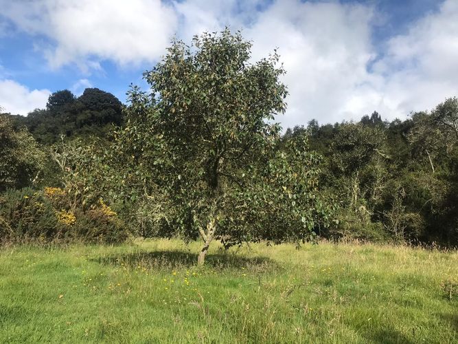Lote en venta en El Hato, La Calera, 20139 m² · foto 8 de 24