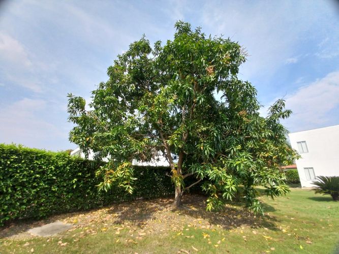 Lote en venta en Ricaurte, Ricaurte · foto 6 de 13