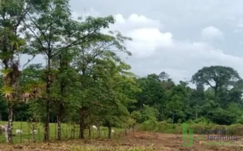 Lote en venta en Llano Grande, Rionegro, 50000 m² · foto 3 de 3