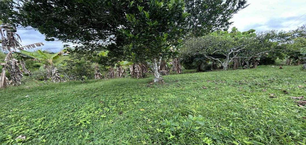 Finca en venta en Morelia, Pereira, 50000 m² · foto 2 de 24