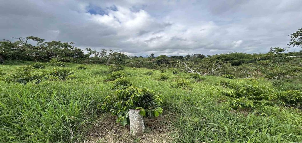 Finca en venta en Morelia, Pereira, 50000 m² · foto 5 de 24